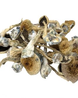 Buy Alacabenzi Mushrooms Online is a cultivated strain of P. cubensis. It’s history is a little murky, but it’s said to be a cross