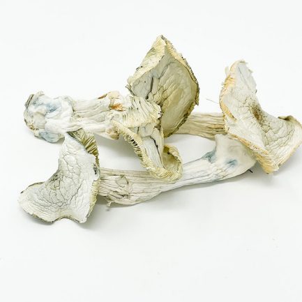 Buy Albina A+ Dried Mushroom is a cultivated strain of the well-known psychoactive mushroom species, Psilocybe cubensis online