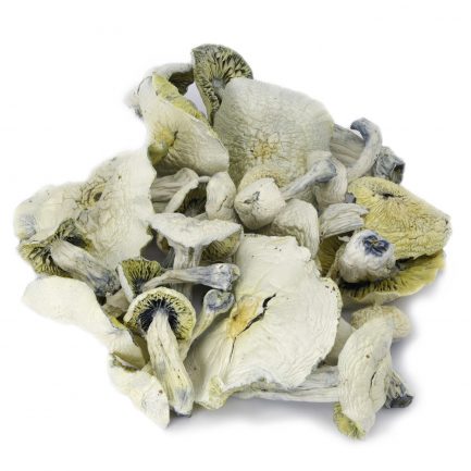 Buy Avery Albino Mushrooms online, is one of the rare mushies around. The strain is named after a prominent Albino comedian Avery