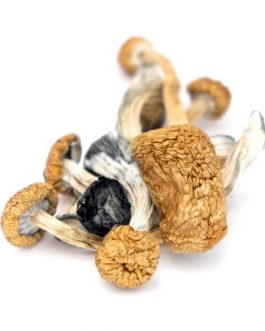 Buy B+ Magic Mushrooms are one of the most well-known and popular Psilocybe Cubensis strains. As one of the most positively reviewed strains