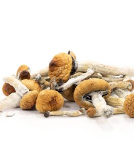 Buy Golden Teachers mushrooms are one of the most commonly use psilocybin mushrooms. Order Golden Teachers mushrooms online at best price