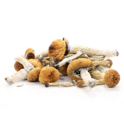 Buy Golden Teachers mushrooms are one of the most commonly use psilocybin mushrooms. Order Golden Teachers mushrooms online at best price