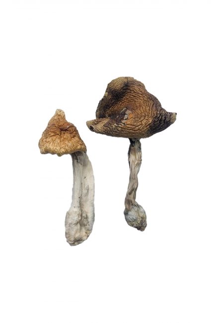 Buy Hawaiian Magic Mushrooms online also known as PES Hawaiian, is a strain developed and originally produced Pacific Exotica Spora.
