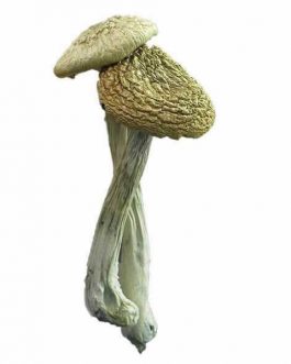 Buy Psilocybe azurescens is a psychedelic mushroom that contains the active ingredients psilocybin and psilocin.