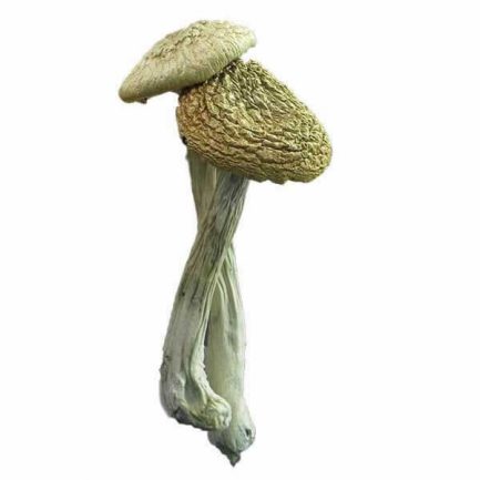 Buy Psilocybe azurescens is a psychedelic mushroom that contains the active ingredients psilocybin and psilocin.