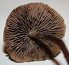 Psilocybe Aucklandiae mushrooms is a species only known from New Zealand, specifically the areas around Auckland. Buy magic mushroooms