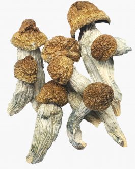 Buy Melmac Penis Envy Mushrooms online produce psilocybin much like any other Psilocybe cubensis . Order mushroom at 10% discount