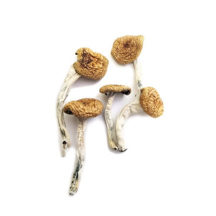 Burma Mushrooms are famously known for their above average potency. This shrooms is of the species Psilocybe Cubensis,a fast growing specimen.