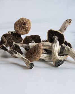 Buy Mazatapec Mushrooms online is one of many cultivated strains of P. cubensis, which may be the best-known magic mushroom