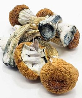 Buy Blue Meanie Mushrooms (Panaeolus cyanescens, formerly) — also known as “blue meanies” are a highly potent species of psilocybin mushroom