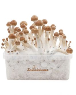 Magic Mushroom Grow Kit ‘Golden Teacher’