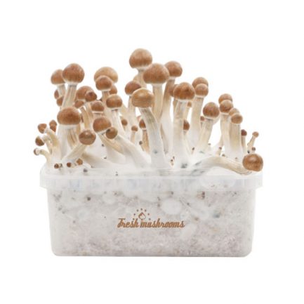 Magic Mushroom Grow Kit ‘Mazatapec’