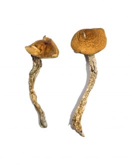 Big Mex a.k.a. Psilocybe Cubensis Mexicana are commonly referred to as Mexican Magic Mushrooms. Buy Big Mex Mushrooms online