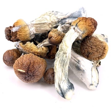 Buy Penis Envy Mushroom is a type of mushroom containing psilocybin, a naturally occurring hallucinogen that produces a “trip.