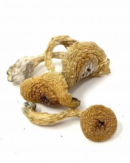 Buy African Transkei Magic Mushrooms Online (Psilocybe Cubensis, African Transkei), aka South African Transkei (SAT) 